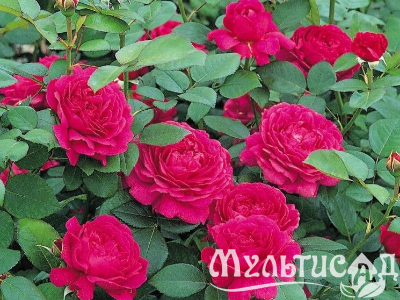 Креатив без названия (9)
