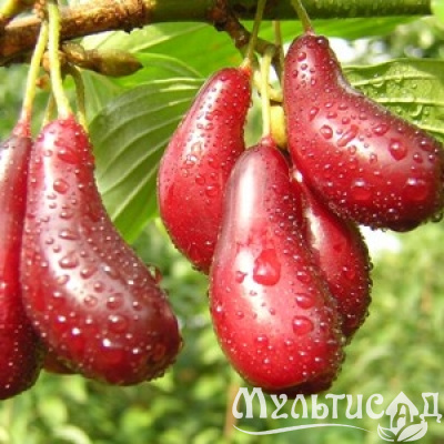 Картинка с сайта