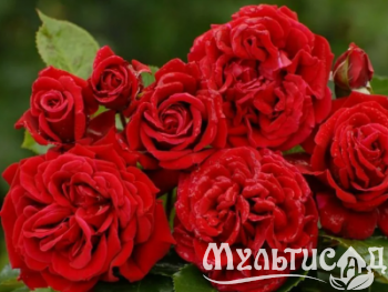 Дизайн без названия (19)