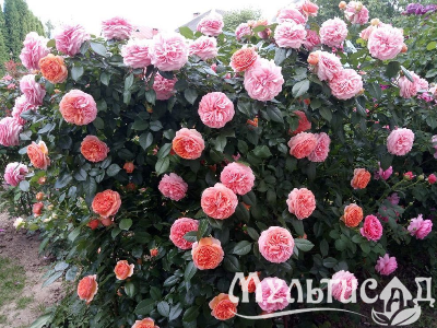 image_8165532_16141238