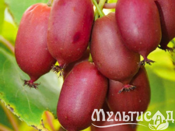 Креатив без названия