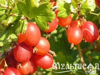 Дизайн без названия (1)