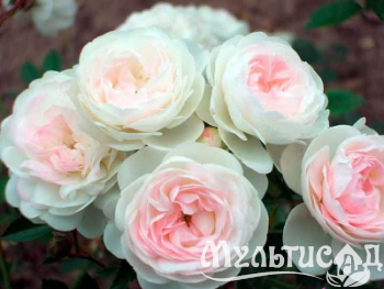 Креатив без названия (26)