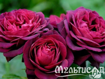 Креатив без названия (19)