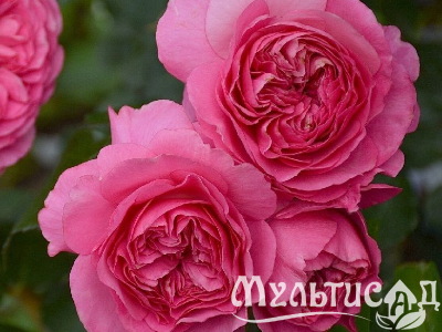 Туя (1)