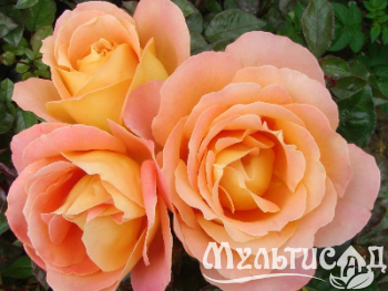 Креатив без названия (3)