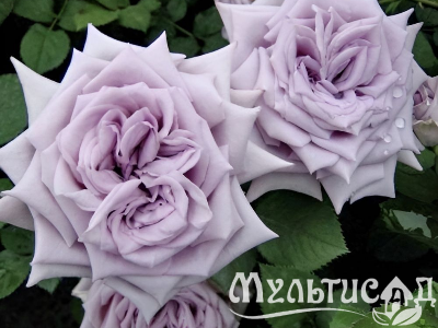 Креатив без названия