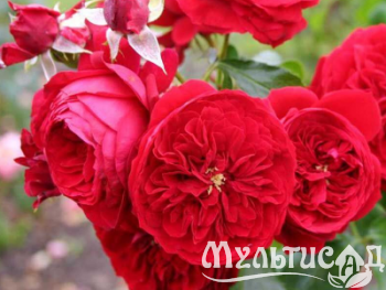 image_8242619_16323533