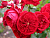 image_8242619_16323533