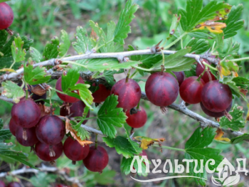 Дизайн без названия (2)
