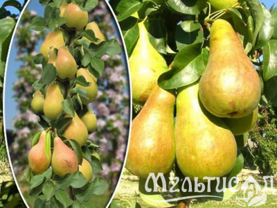 Дизайн без названия (5)