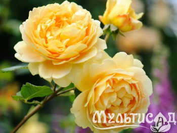 Туя (30)