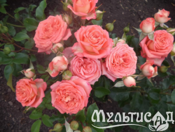 Дизайн без названия (1)
