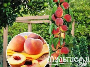 Дизайн без названия (4)