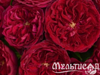 Туя (4)