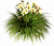 Корни лилейника