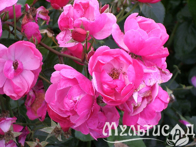 image_8165532_16129369