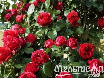 Дизайн без названия (26)