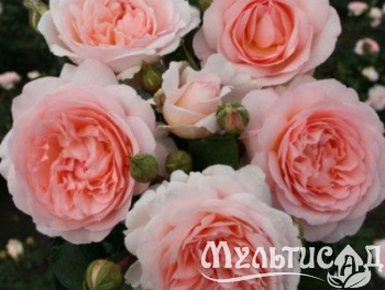 Туя (14)