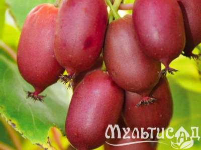 Креатив без названия