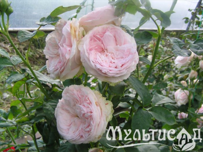 Дизайн без названия (19)
