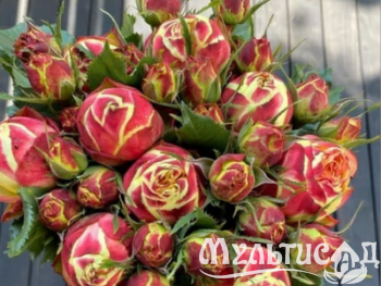 Дизайн без названия