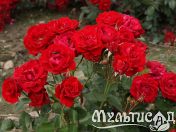 Дизайн без названия (3)