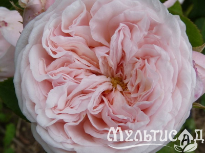 Туя (26)