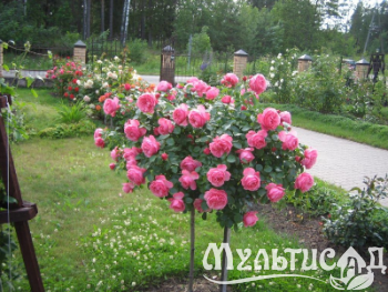 image_8165532_16197164