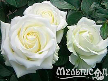 Дизайн без названия (4)