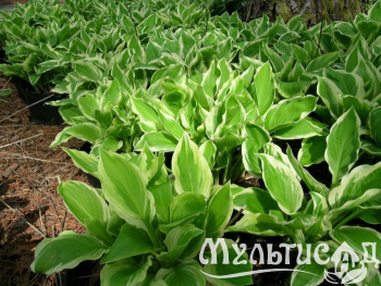 hosta-albomarginata-albomarginata[1]