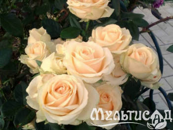 Дизайн без названия (1)