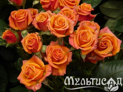 Дизайн без названия (10)