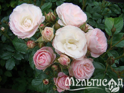 Туя (40)