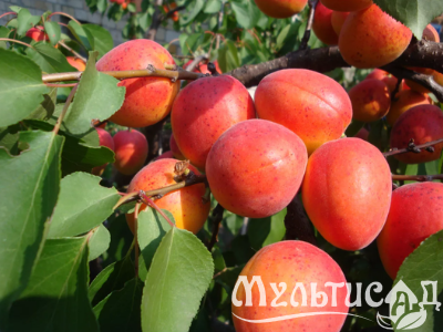 Дизайн без названия (2)