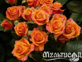 Дизайн без названия (10)