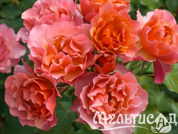 image_8165532_16143110
