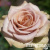 5bc6e29223d67a63ca8d3c9957dc9012