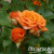 323bfa1d39ed588f5aec4ac798bc34e6 323bfa1d39ed588f5aec4ac798bc34e6