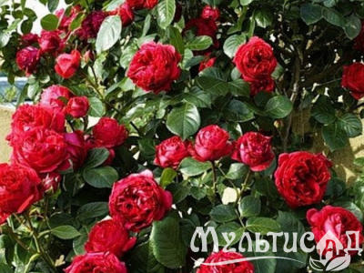 Дизайн без названия (26)